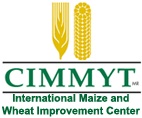 CIMMYT